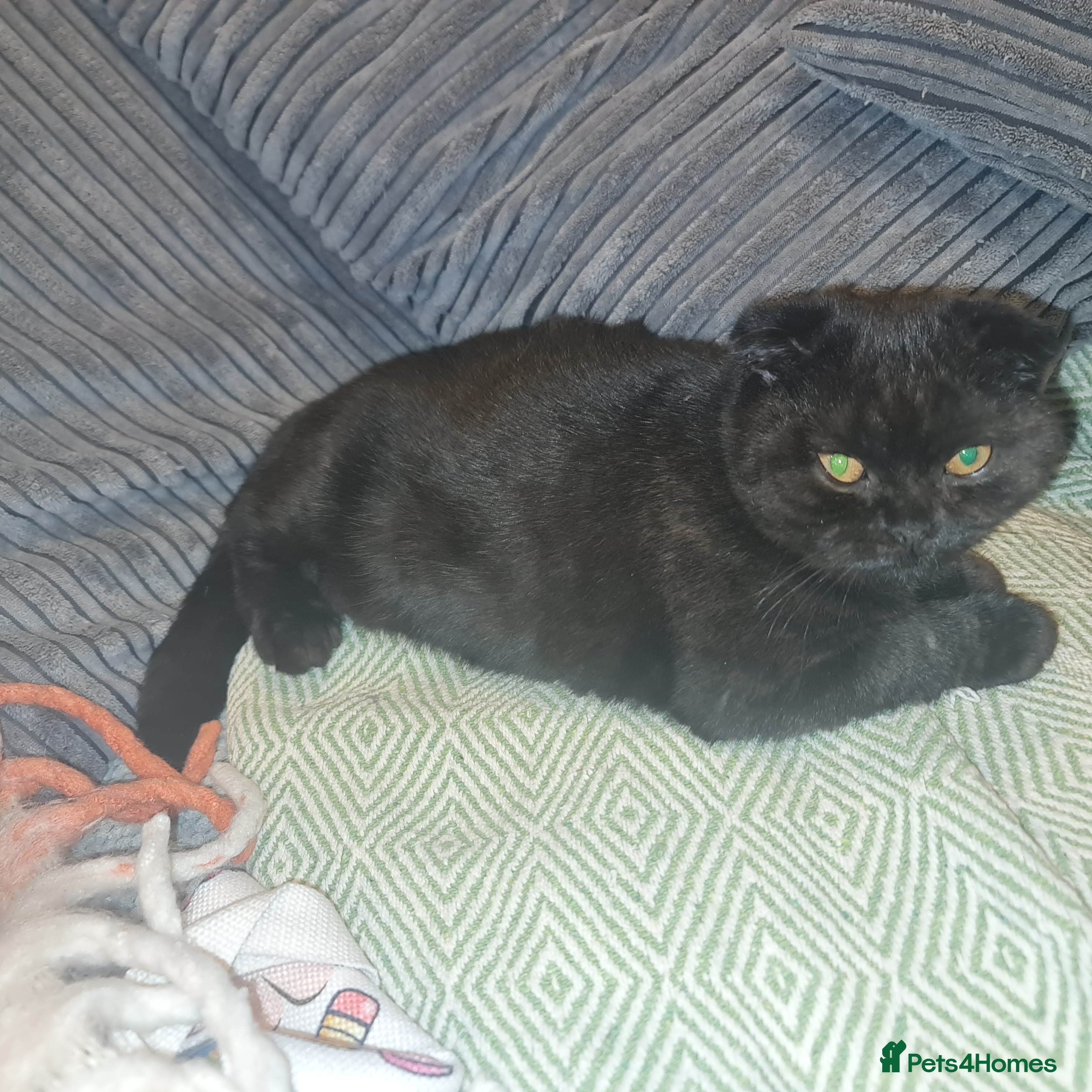 Scottish Fold cats Scottish Folds  4 Male 1 Female - Advert 1