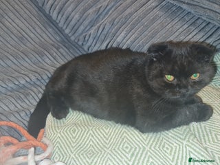 Scottish Fold cats Scottish Folds 4 Male 1 Female - Advert 1