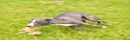 Whippet dogs for stud: Classy Smart Blue Boy 19.5tts.Sportingbred. - Advert 16