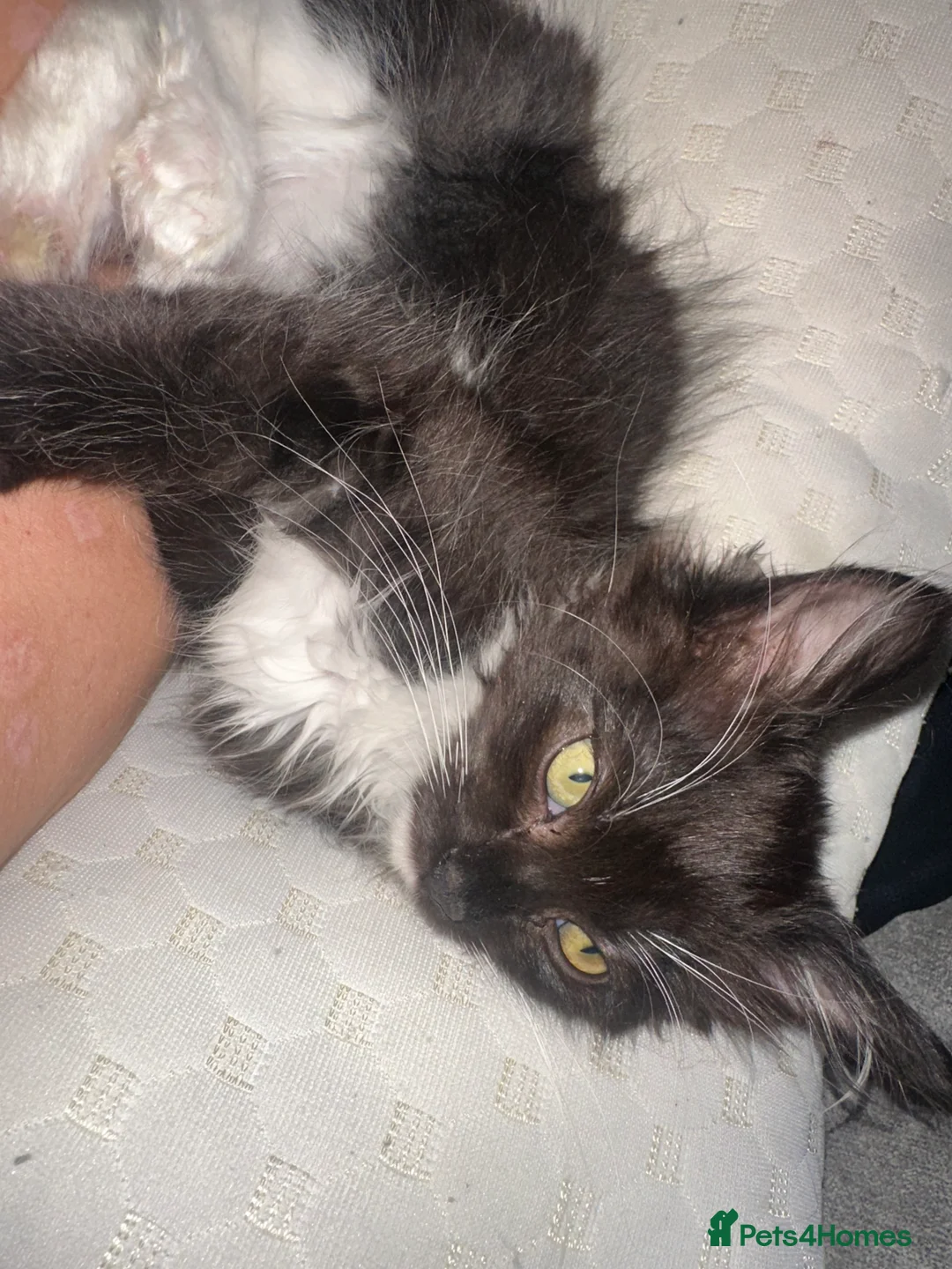 Ragdoll cats for sale: Stunning little boy  - Advert 5