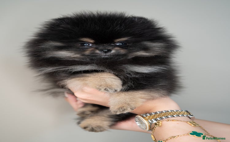 Pomeranian dogs - Advert 11