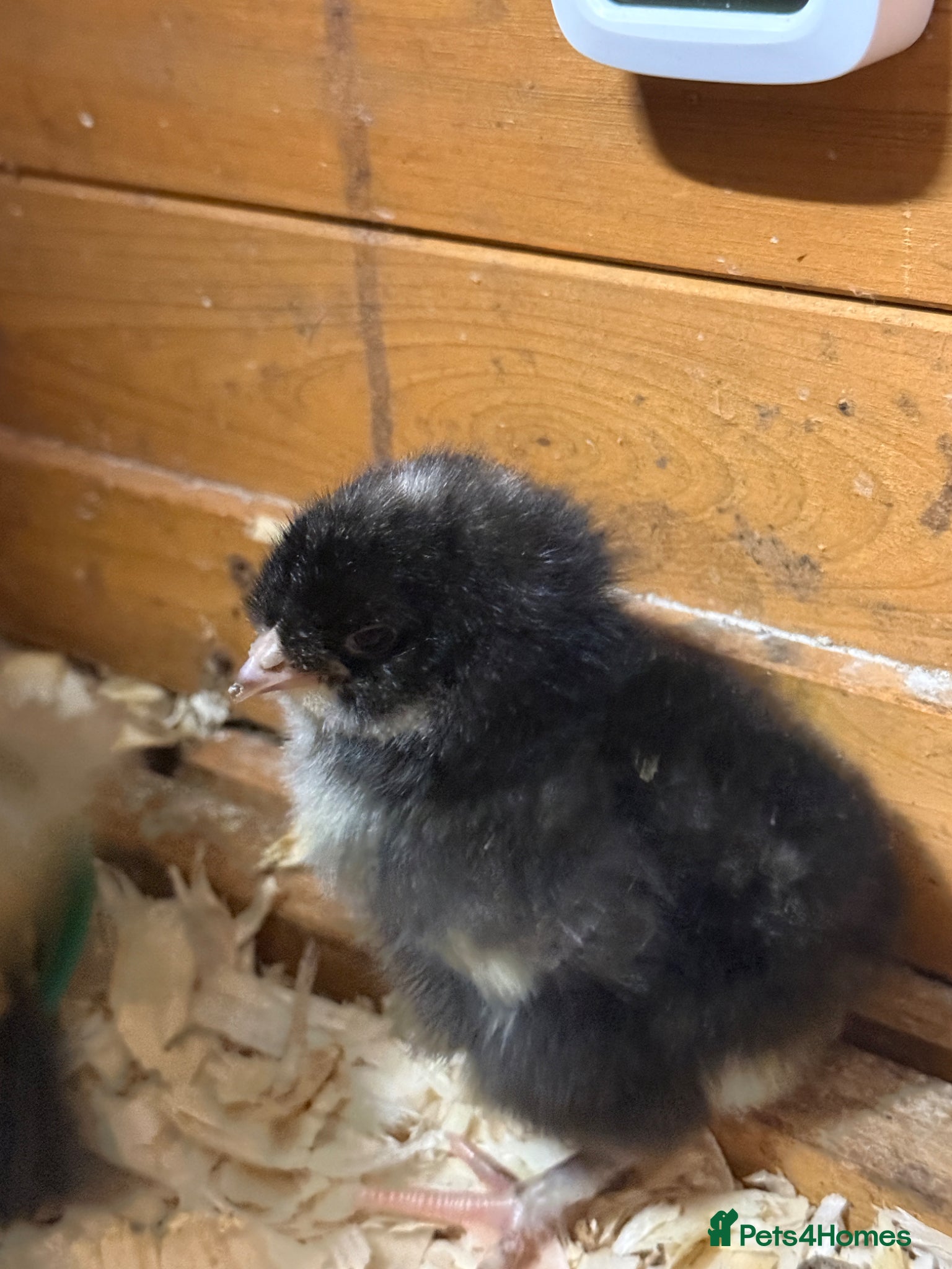 Mixed Breed poultry Ducklings and chicks  - Advert 13