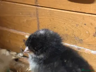 Mixed Breed poultry Ducklings and chicks - Advert 13