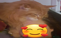 Maine Coon cats for sale: Maine Coon full pedigree kittens  - Image 10