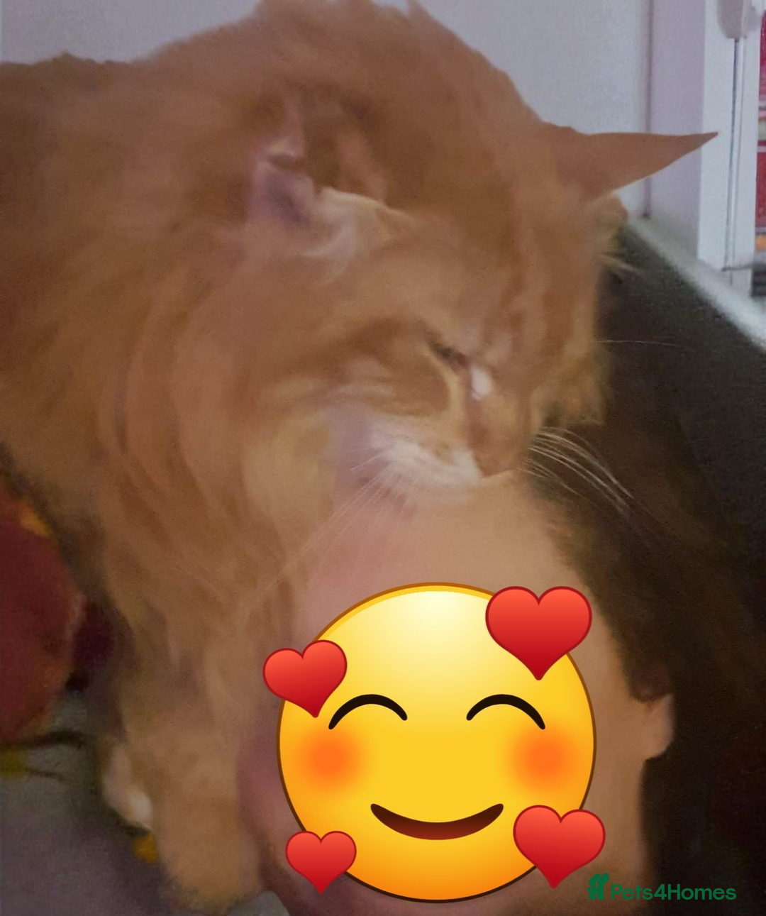 Maine Coon cats for sale: Maine Coon full pedigree kittens  - Image 10