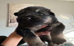 German Shepherd dogs for sale: German Shepherd puppies  - Image 8