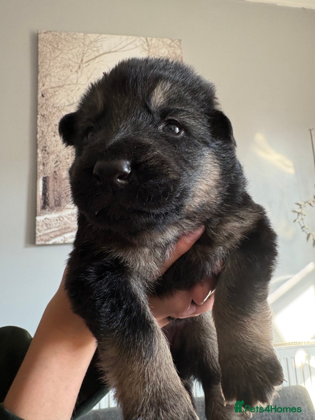 German Shepherd dogs for sale: German Shepherd puppies  - Image 8