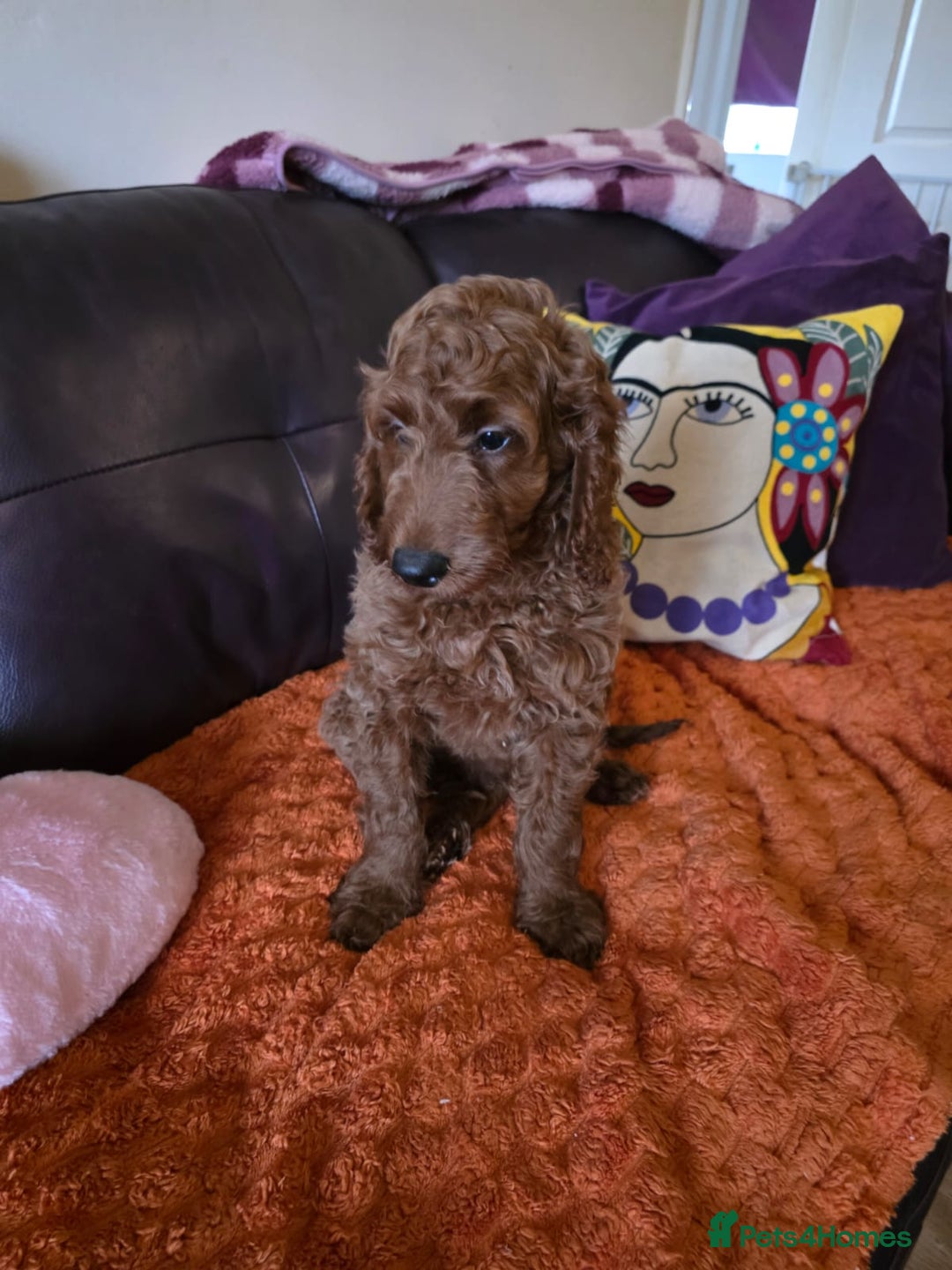 Mini Goldendoodle dogs for sale: Miniature Golden Doodle for sale - Advert 6