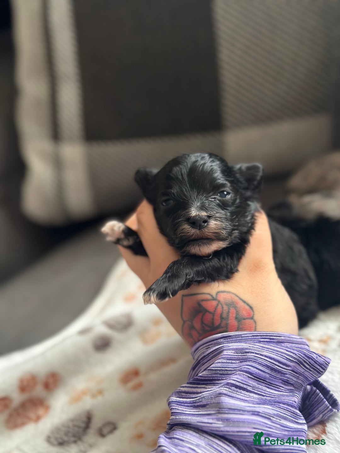 Maltipoo dogs for sale: F1 Toy Maltipoos - Image 9