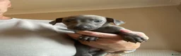 Italian Greyhound dogs for sale: Exceptional KC registered health tested  - Advert 8