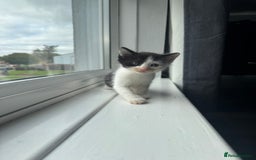 Mixed Breed cats for sale: Mixed kittens for sale - Image 5