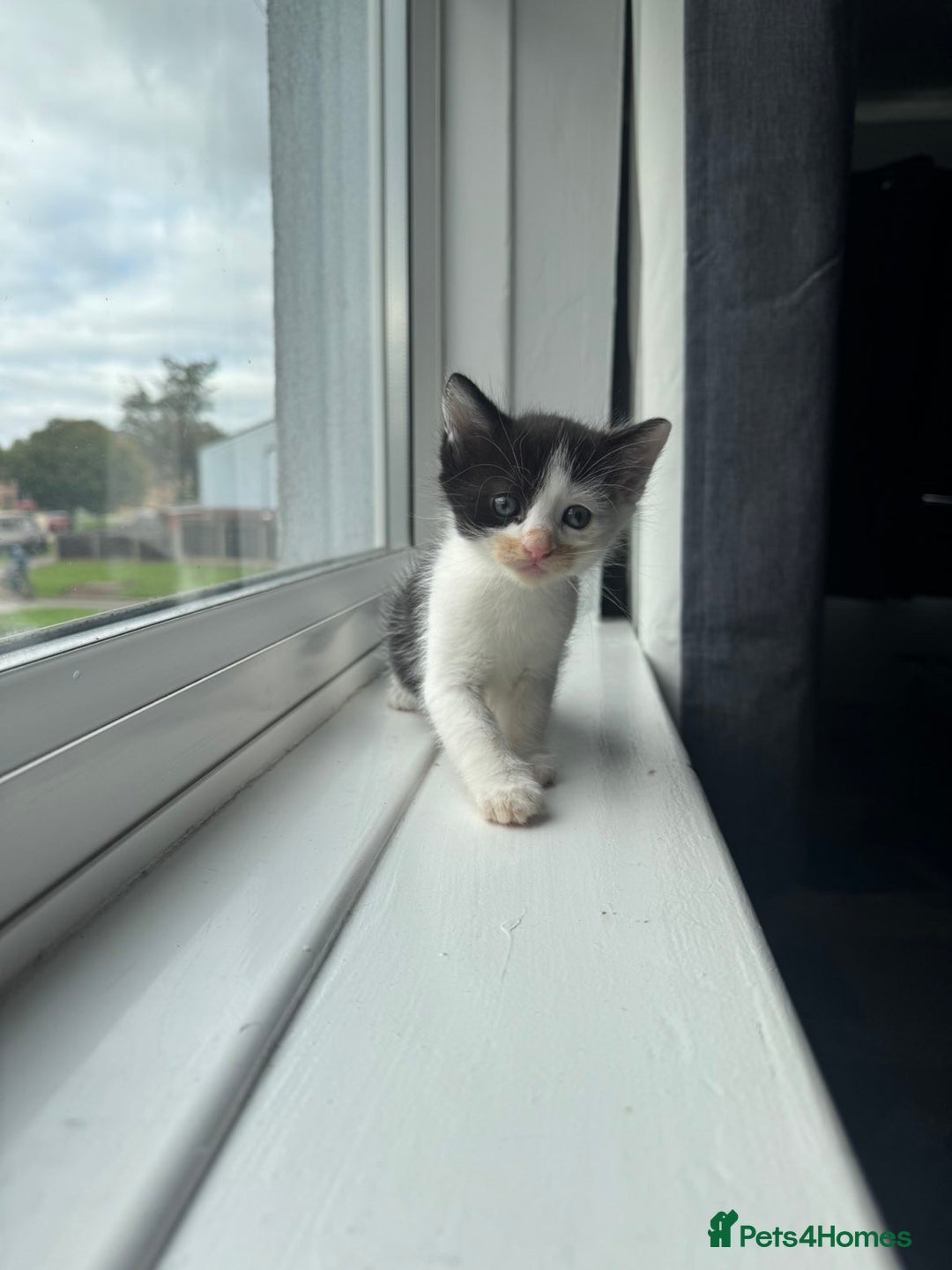 Mixed Breed cats for sale: Mixed kittens for sale - Image 5