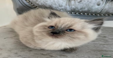 Mixed Breed cats - Advert 6