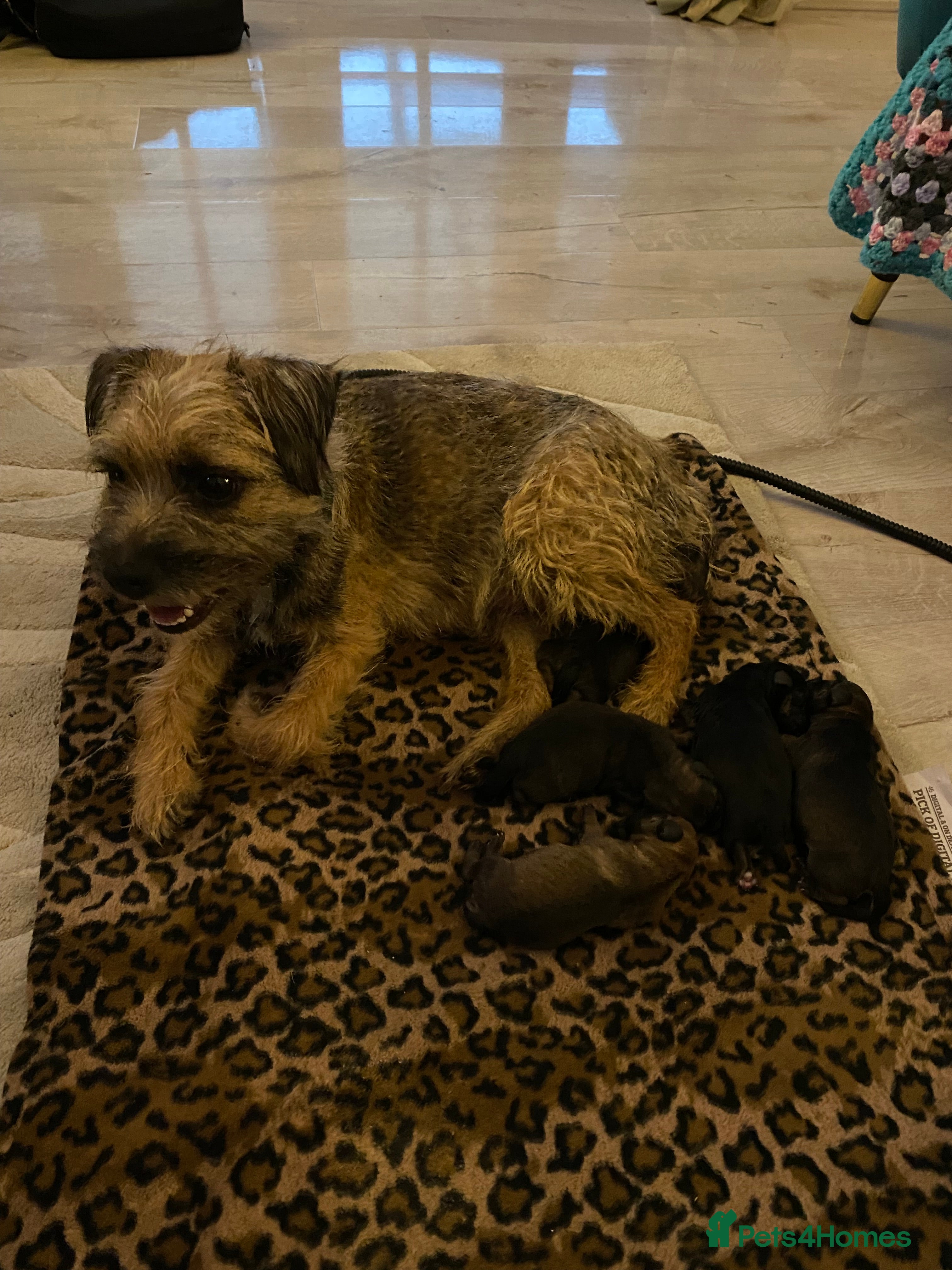 Border Terrier dogs Beautiful Border Terrier Pups - Advert 1
