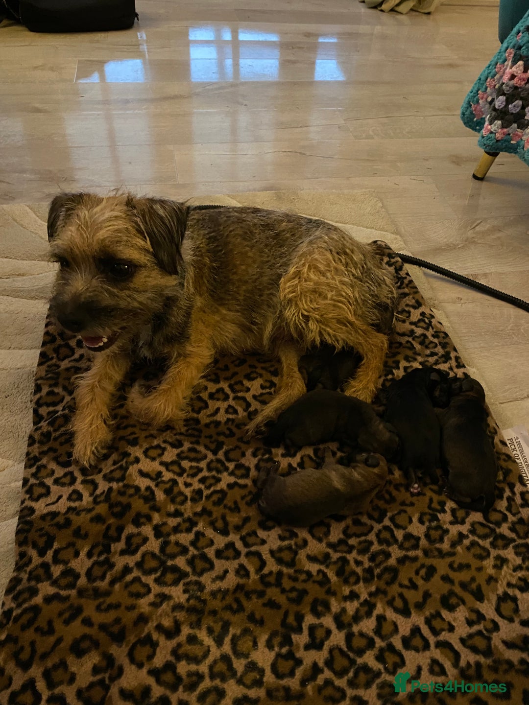 Border Terrier dogs for sale: Beautiful Border Terrier Pups - Advert 1