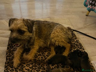 Border Terrier dogs Beautiful Border Terrier Pups - Advert 2