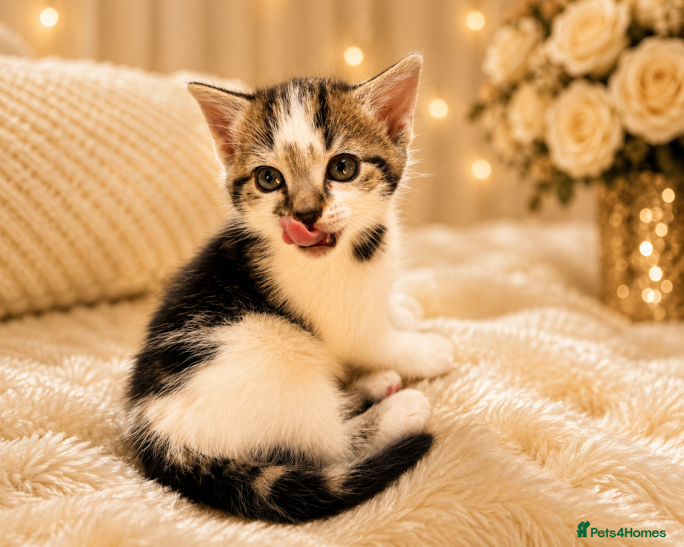 Bengal cats for sale: Bengal x tabby marble kittens  in Maidstone - Advert 3
