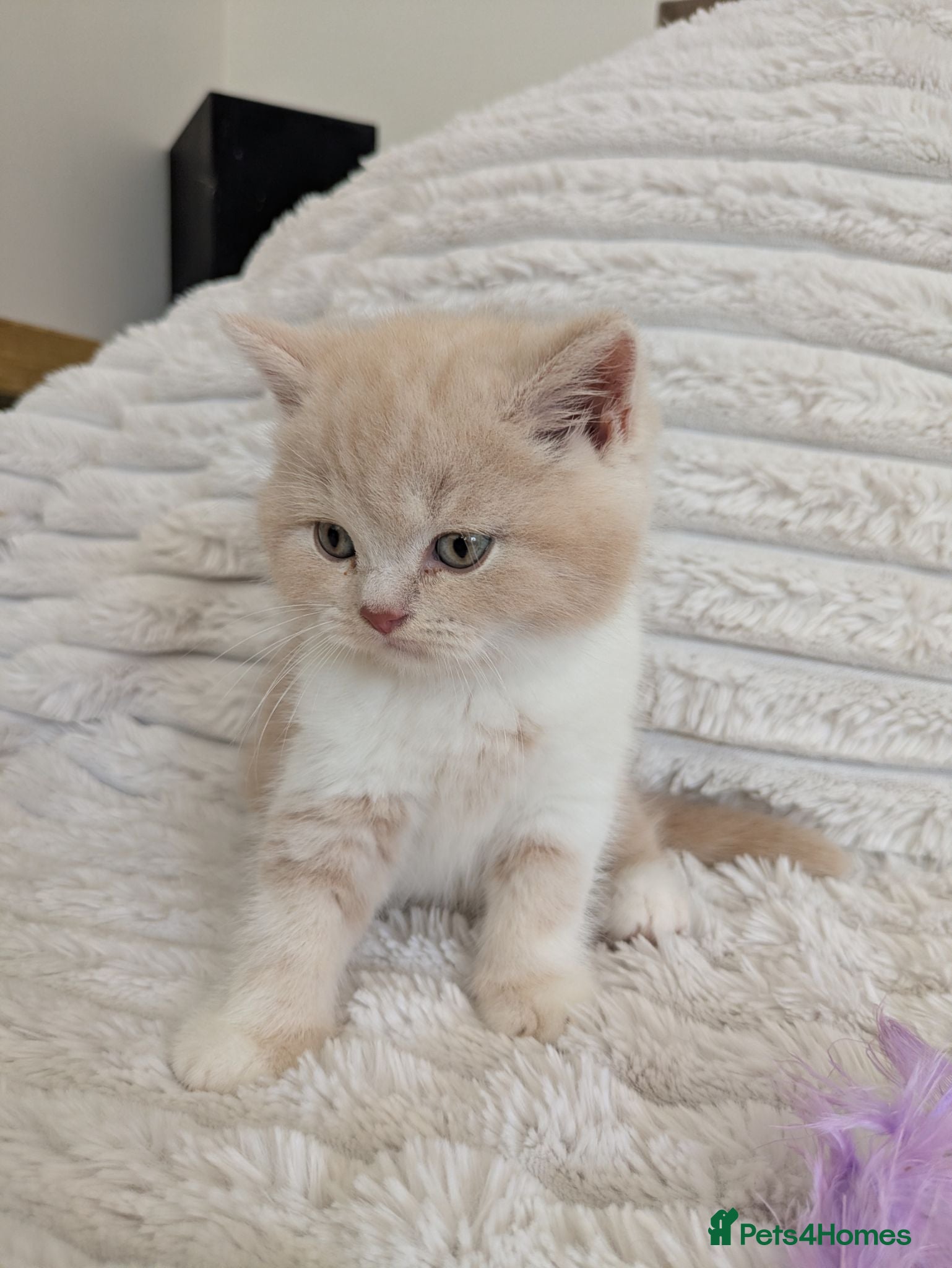 British Shorthair cats Gorgeous British shorthair kittens  - Advert 1