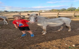 Miniature horses for sale: Pure bred American miniature and mini spotted  - Advert 11