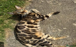 Bengal cats for sale: Bengal male  - Image 1