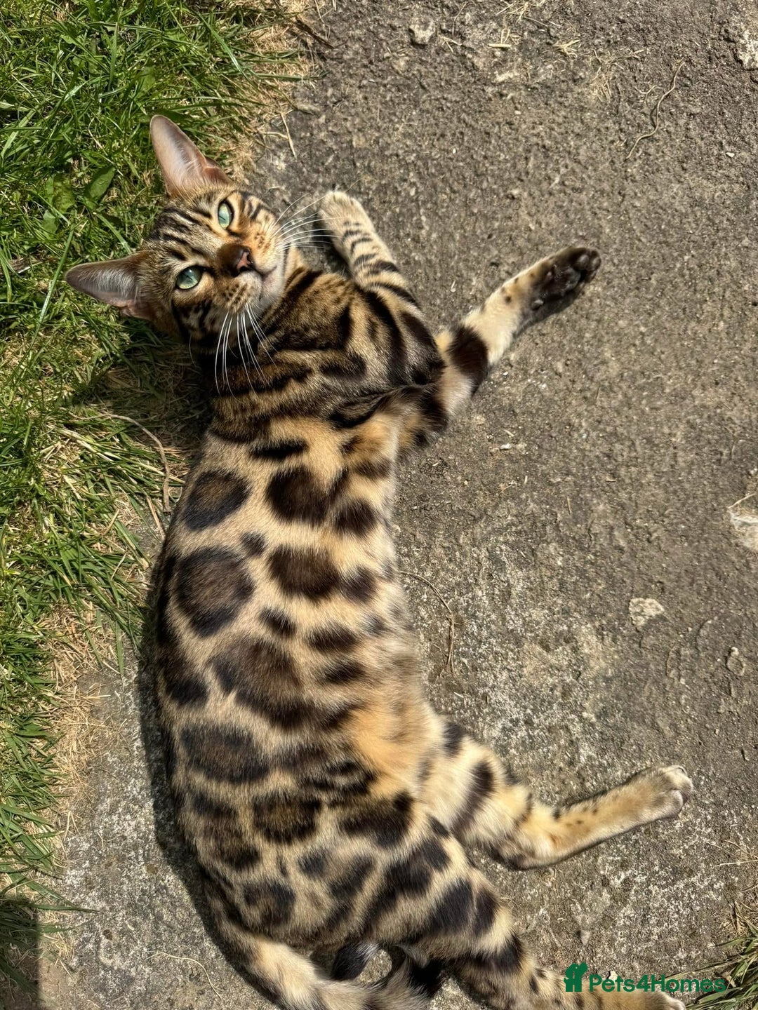 Bengal cats for sale: Bengal male  - Image 1