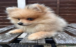 Pomeranian dogs for sale: Pomeranian Puppies looking for their forever homes - Image 20