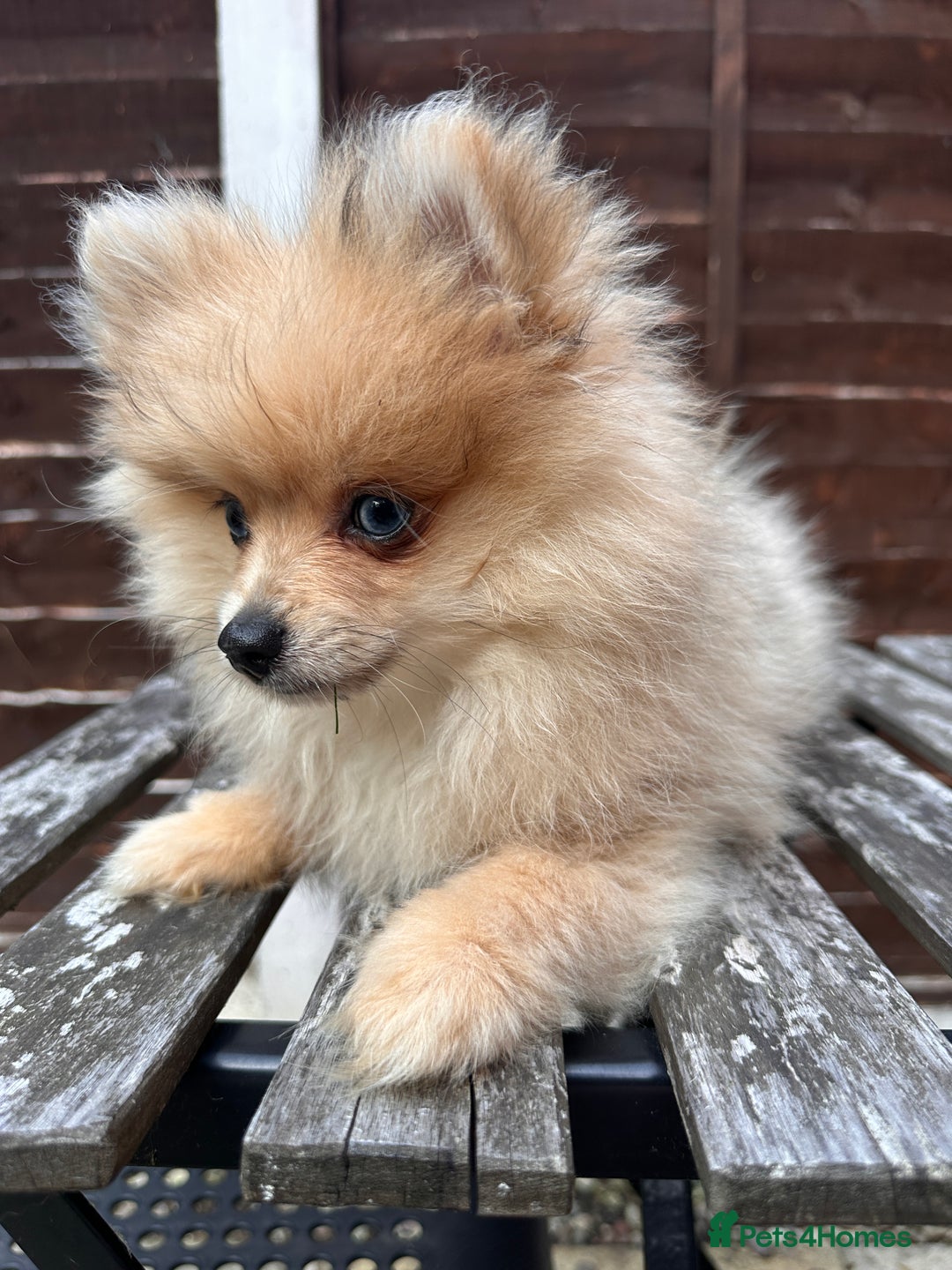 Pomeranian dogs for sale: Pomeranian Puppies looking for their forever homes - Image 20