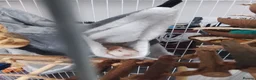 Rat rodents for sale: Rats for sale with cage and accessories in Colne - Advert 7