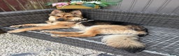 German Shepherd dogs for stud: For stud - Advert 5