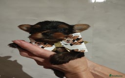 Yorkshire Terrier dogs for sale: 💝💝Beautiful miniature babies 💝💝 - Image 8