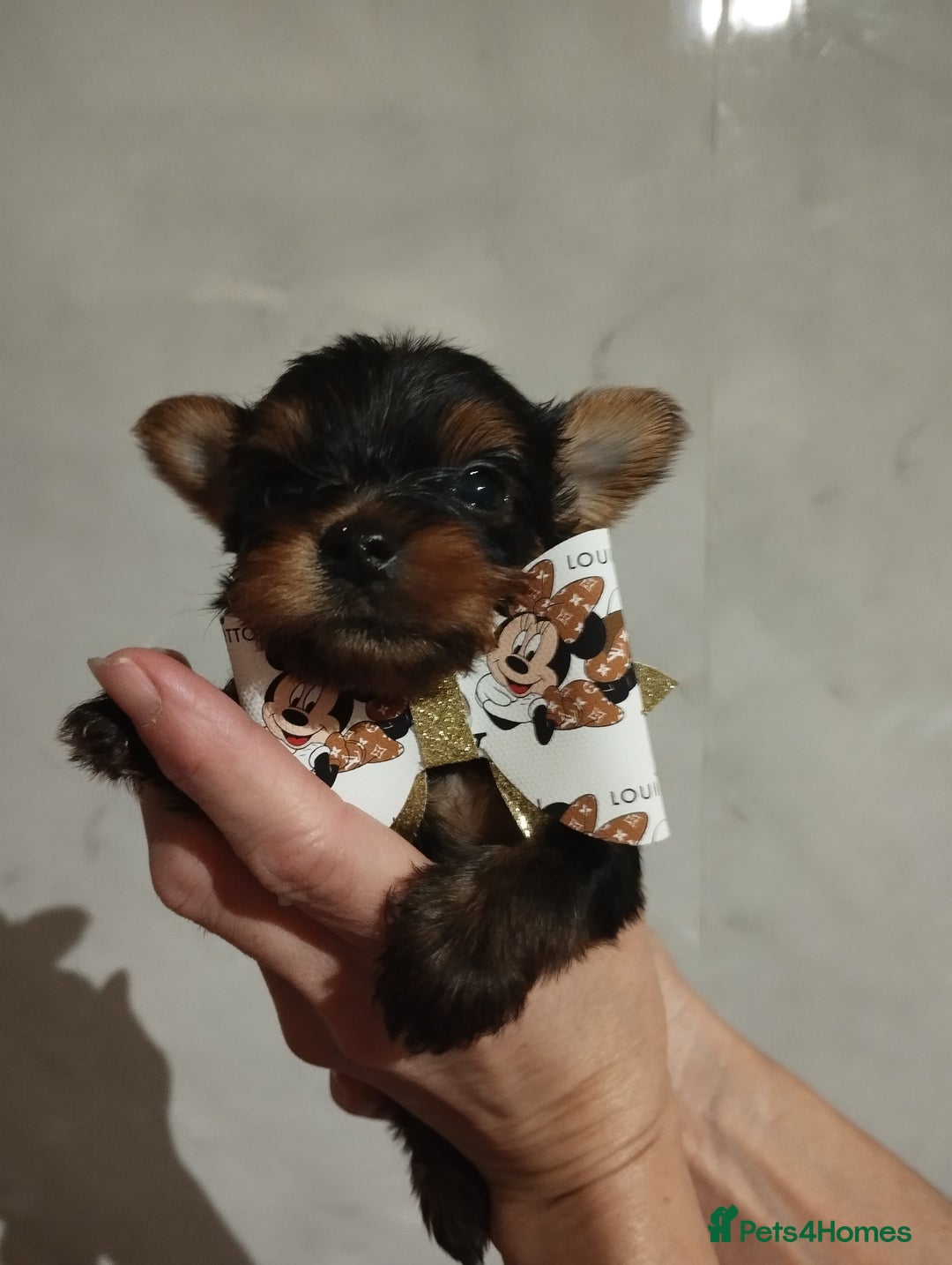 Yorkshire Terrier dogs for sale: 💝💝Beautiful miniature babies 💝💝 - Image 8