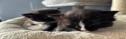 Mixed Breed cats for sale: Long‑Haired Ragdoll Cross Tortoiseshell Kittens - Advert 32