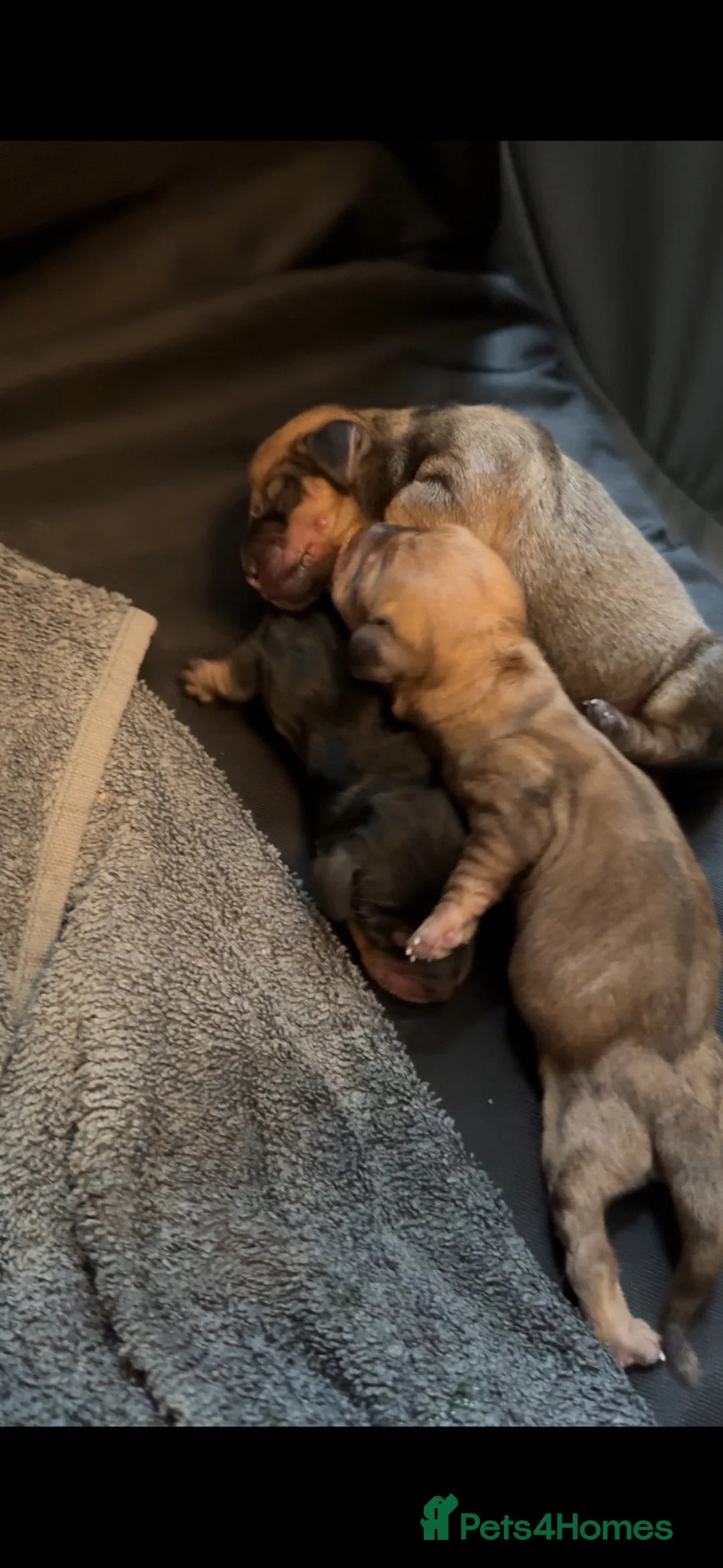 Dachshund dogs for sale: Long and short haired dachshund puppies available  - Advert 17
