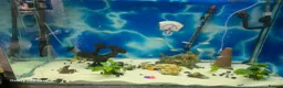 Tetras fish for sale: tank fish in Leeds - Advert 2