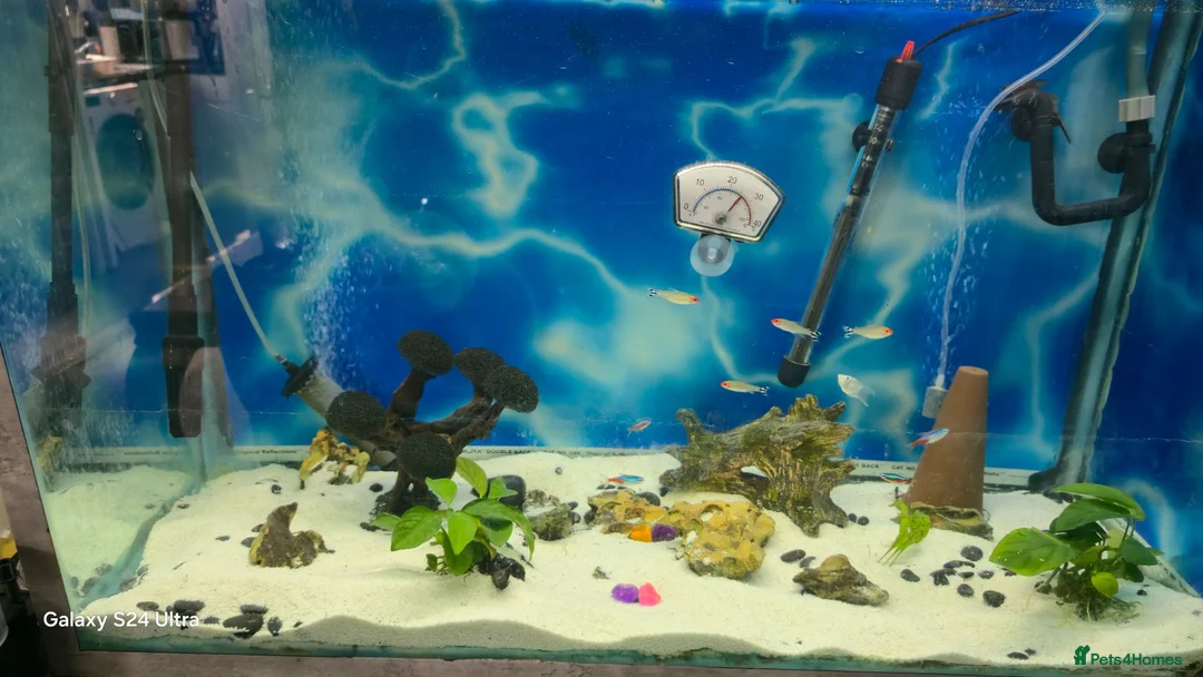 Tetras fish for sale: tank fish in Leeds - Advert 2