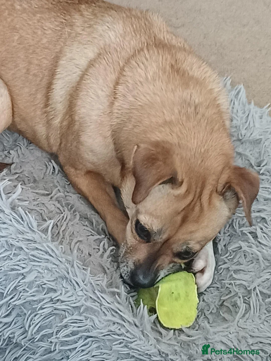 Mixed Breed dogs for adoption: Ruby the sweet rescued girl in Yelverton - Advert 2
