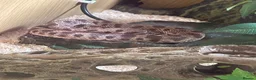 Snake reptiles for sale: Hog nose snake + enclosure for sale  in London - Advert 5