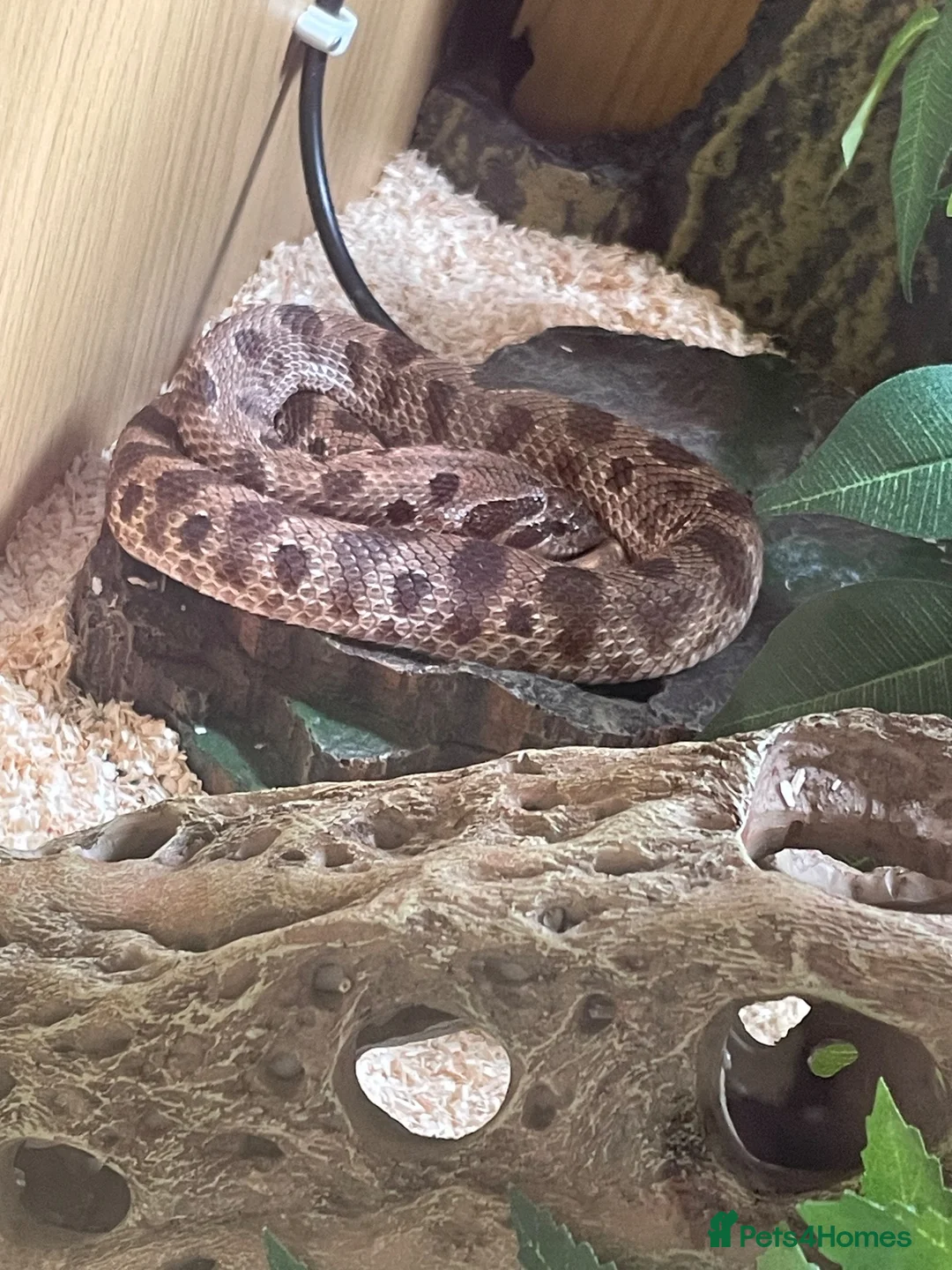 Snake reptiles for sale: Hog nose snake + enclosure for sale  in London - Advert 5