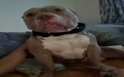 American Bully dogs for stud: American pocket bully  - Image 5