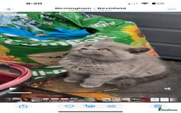 British Shorthair cats for sale: GCCF BSH Kittens pet homes only  - Image 24