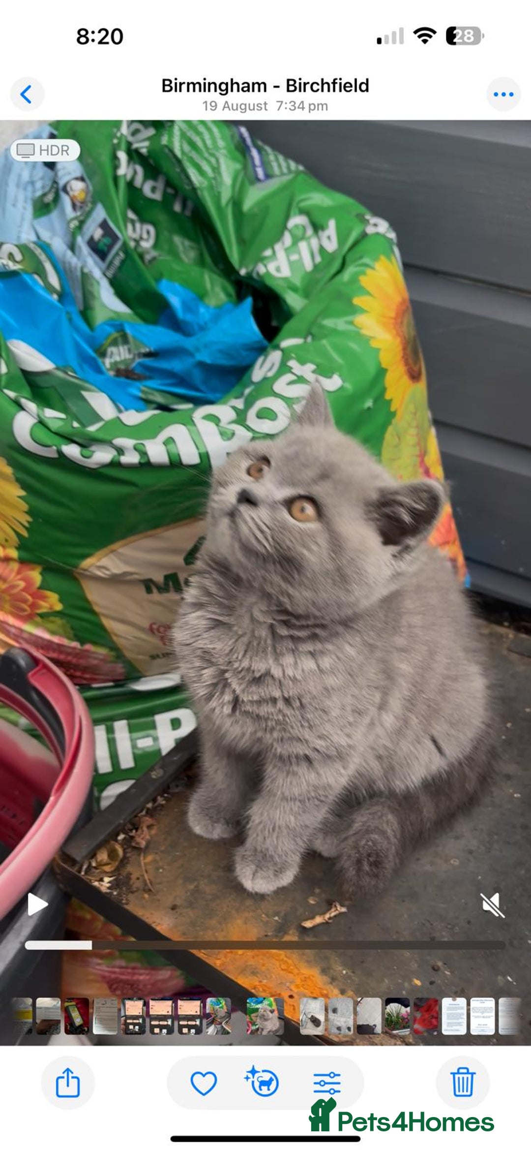 British Shorthair cats for sale: GCCF BSH Kittens pet homes only  - Image 24