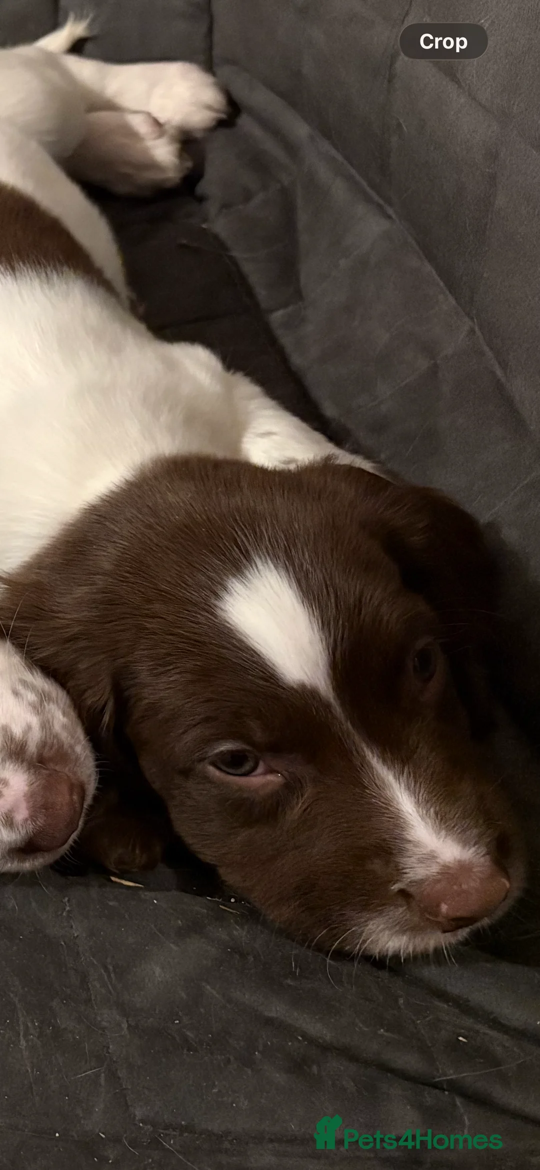English Springer Spaniel dogs for sale: One boy left from a litter of ten.  - Advert 7
