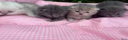 Scottish Fold cats for sale: 💕💕💕❤️❤️Lovely scotish kittens💕💕💕 in Nottingham - Advert 4