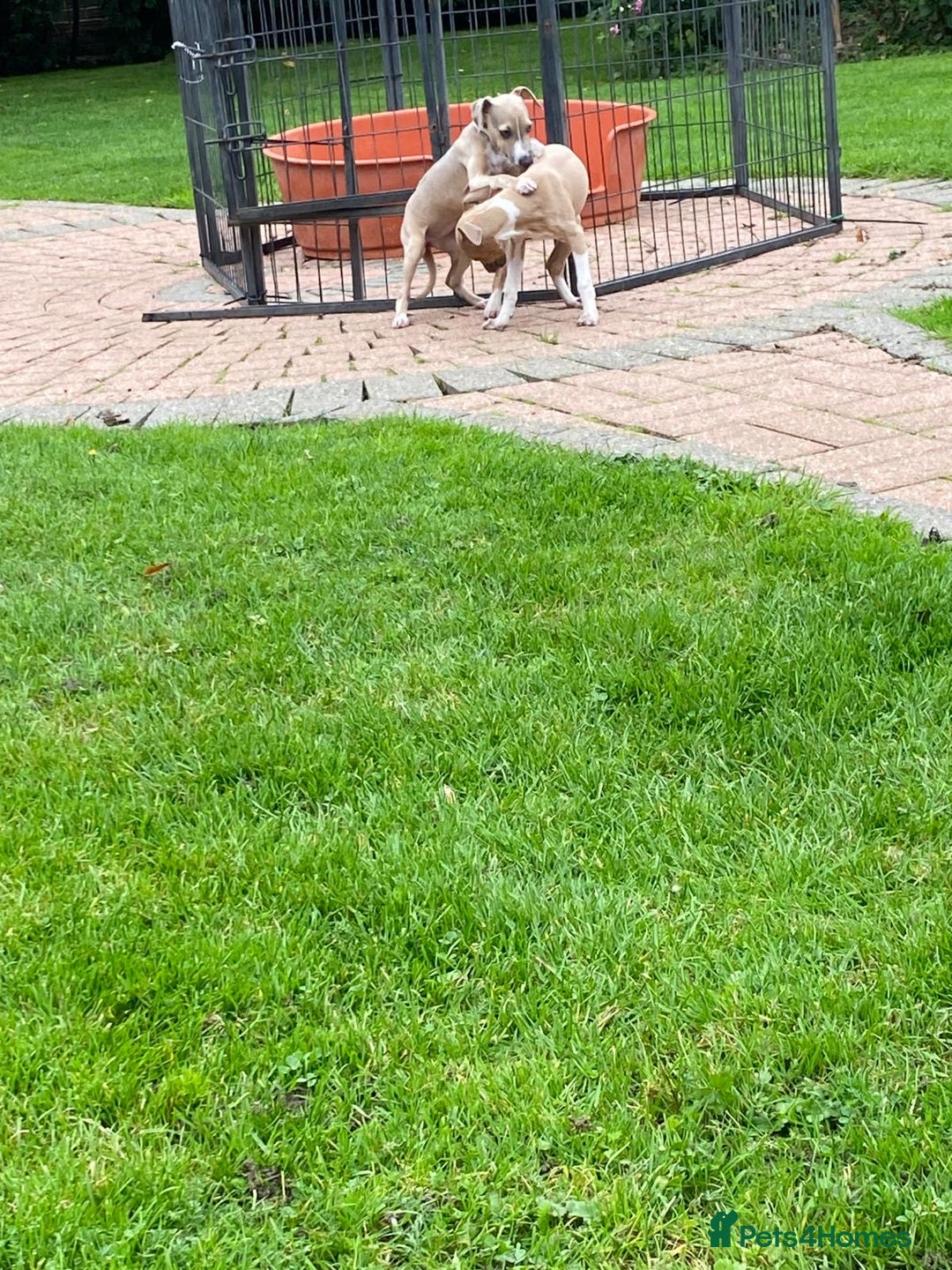 Italian Greyhound dogs for sale: Beautiful Italian greyhounds  - Image 15