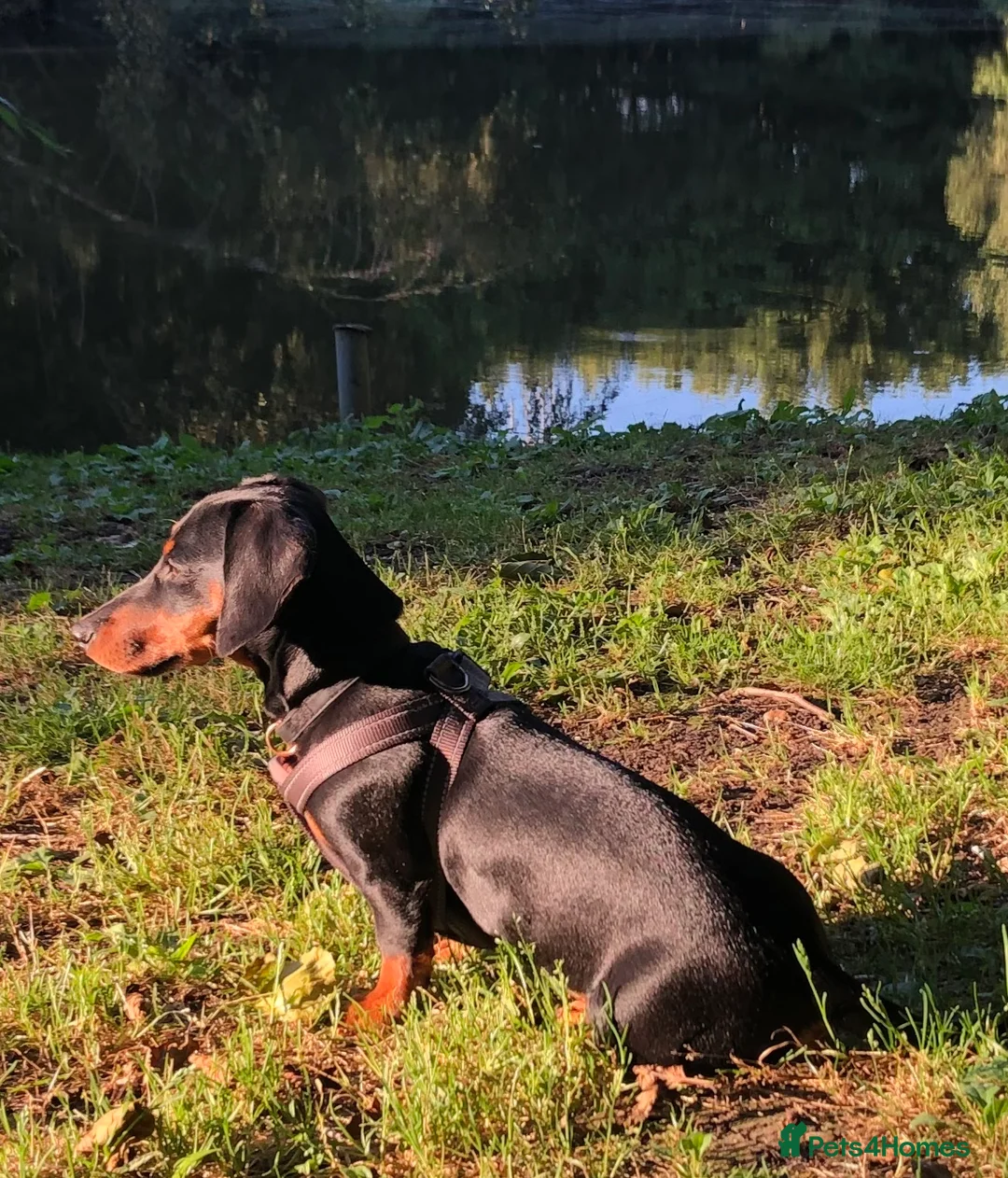 Miniature Dachshund dogs for stud: PABLO   kc reg pra clear black & tan mini smooth s in Folkestone - Advert 4