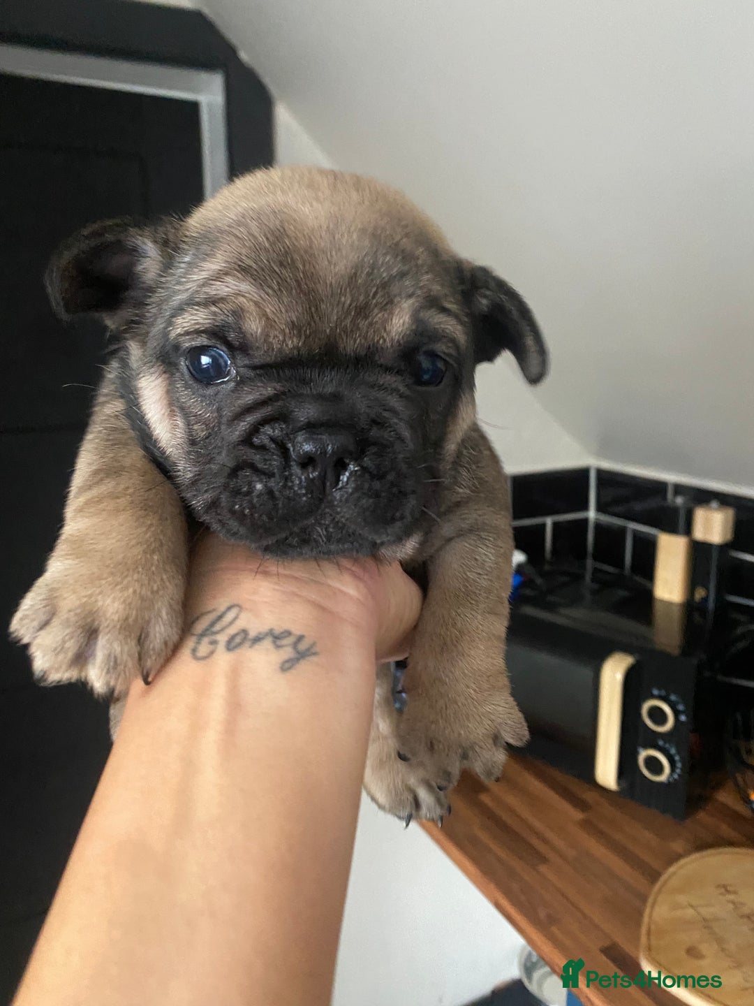 French Bulldog dogs for sale: Last one French bulldog puppies  - Image 5