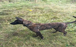 Belgian Shepherd Dog dogs for sale: Stunning Dutch herder female  - Image 4