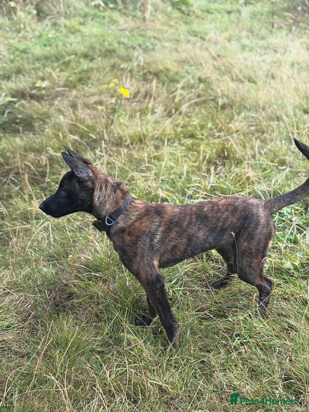 Belgian Shepherd Dog dogs for sale: Stunning Dutch herder female  - Image 4