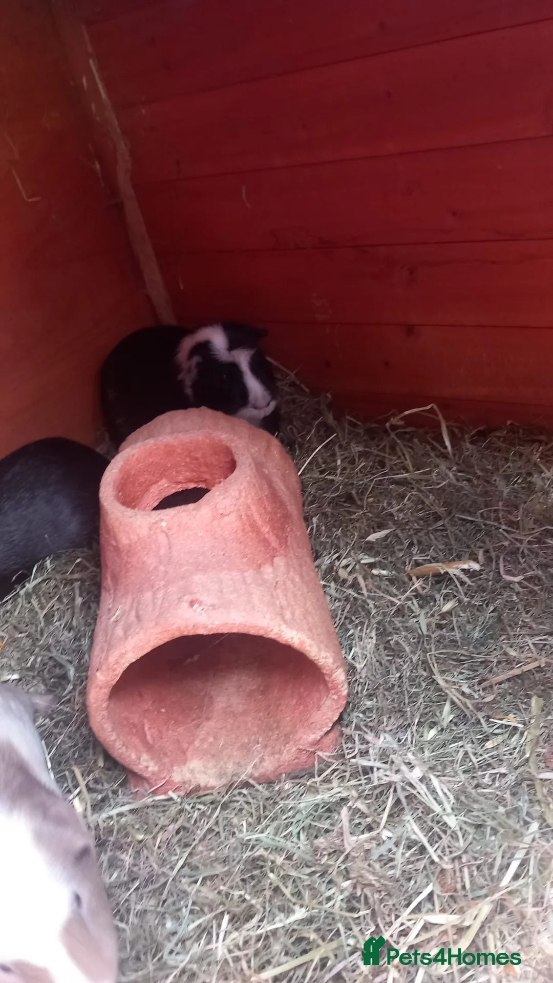 Guinea Pig rodents for sale: 6x guinea pigs  in Birmingham - Advert 5