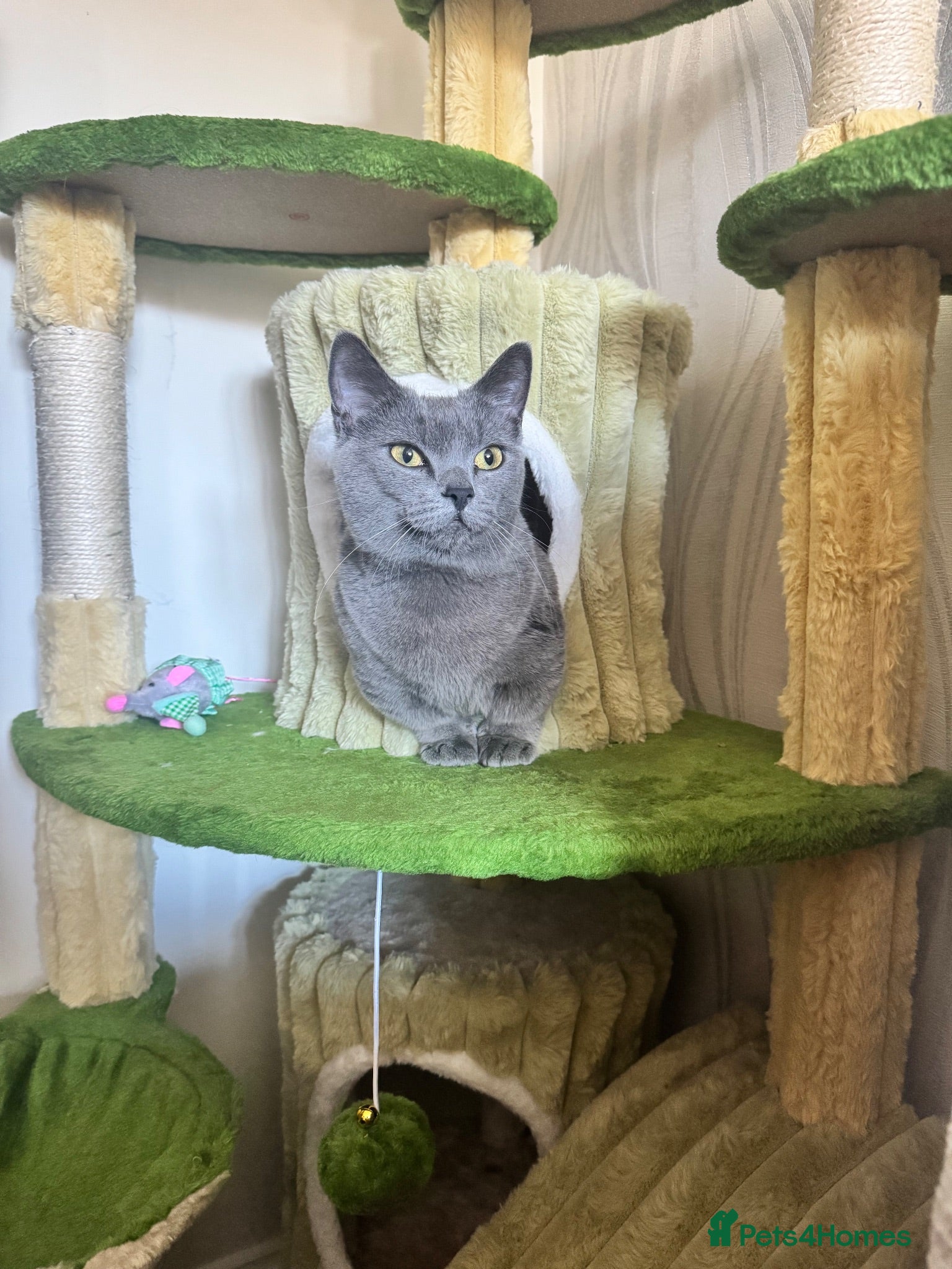 Munchkin cats Mimi - Munchkin female  - Advert 16